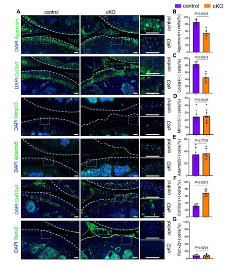 Pip K C Loss Causes Ecm Degradation And Chondrocyte Hypertrophic