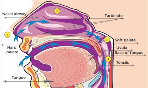 Nasal Airway Obstruction And Orofacial Pain