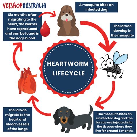 Heartworm Life Cycle