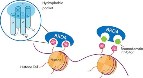 Bromodomains | Epigenetics | Tocris Bioscience