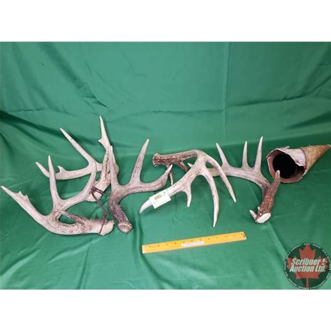 Antler Shed Grouping Birch Bark Moose Call And Plastic Moose Call See Pics