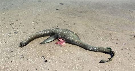 Has The Loch Ness Monster Been Found Dead In The Us Mystery Beast