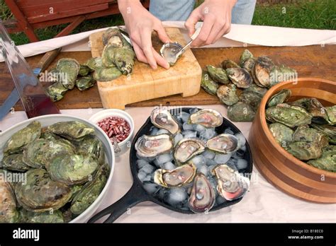 Cultured Oysters Shellfish Food Stock Photo Alamy