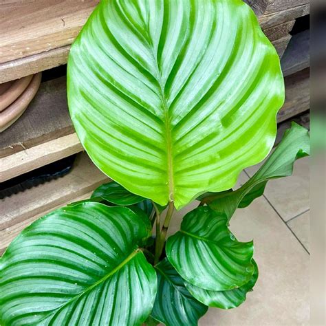 Calathea Orbifolia Kalatea Okr G Olistna Sklep Mojebadyle Pl