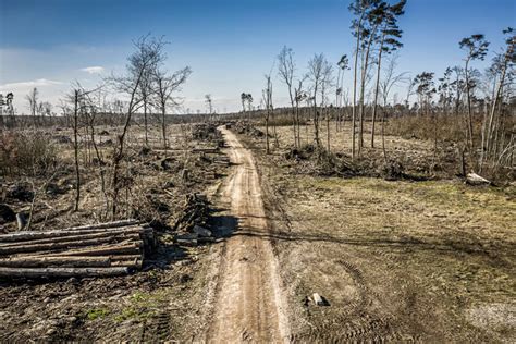 Atasi Deforestasi Solusi Teknologi Untuk Kepatuhan Perusahaan Terhadap