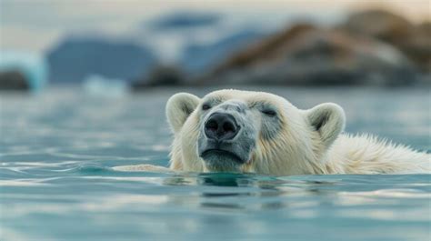 Premium Photo Polar Bear Swimming In The Arctic Ocean