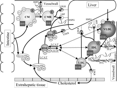 Lipid metabolism. The exogenous pathway involves the transport of... | Download Scientific Diagram