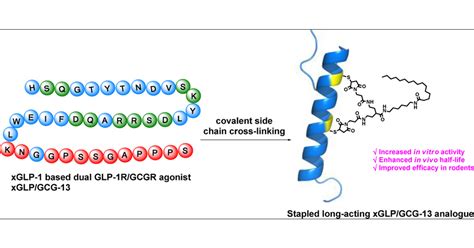 Stapled Long Acting Xenopus GLP 1 Based Dual GLP 1 Glucagon Receptor