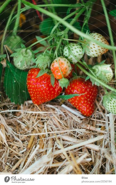 Schlaraffenland Leckere Erdbeeren Direkt Vom Feld Ein Lizenzfreies