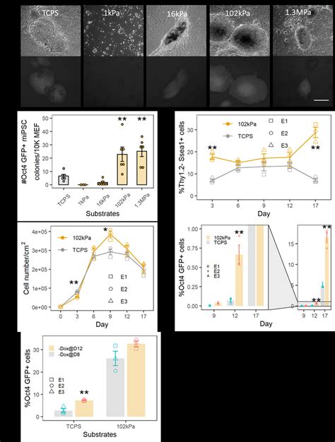 MEF Reprogramming On PAAm Gels Of Various Stiffness Which Were