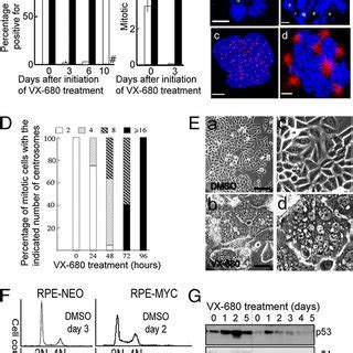 Synthetic Lethal Interaction Between Disablement Of The Cppc And