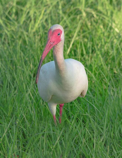 American White Ibis In Tall Grass Photograph By Diane Bell Fine Art