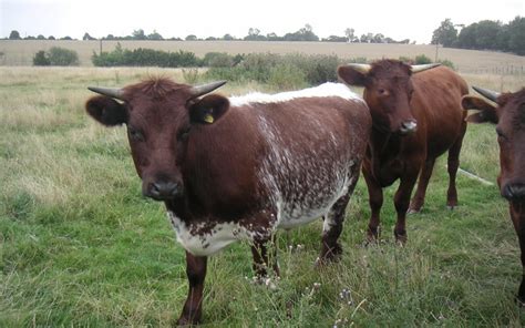 Exploring The World Of British Beef Cattle Breeds Martlabpro