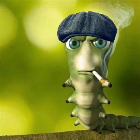 Create Meme Funny Caterpillar With A Cigarette Caterpillar With A