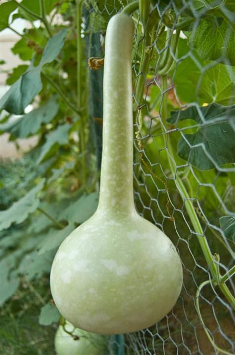 Gourd Seeds Birdhouse With Dipper To Grow Your Own Etsy Sweden Vegetales Y Legumbres