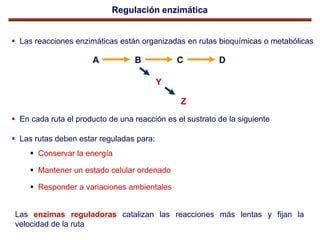 Regulacion Enzimatica PPT