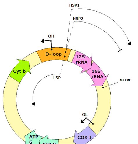 Schematic Illustration Of The Mitochondrial Genome Atp Atp Synthase