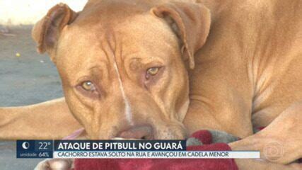 V Deo Pitbull Ataca Cadela No Guar Df G