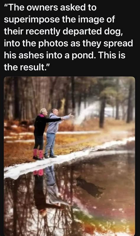 Learning from Dogs – Page 2 – Dogs are animals of integrity. We have ...