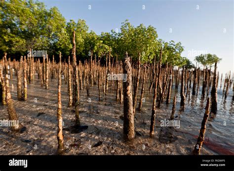 Red Mangroves, Black Mangroves, White Mangroves In A, 45% OFF