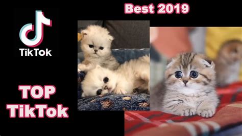 😺😻🐈 Tiktok Cats Best Compilation Part 1 😺😻🐈 Youtube