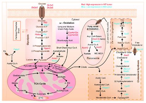 Schematic Representation Of The Deregulated Genes Involved In Different