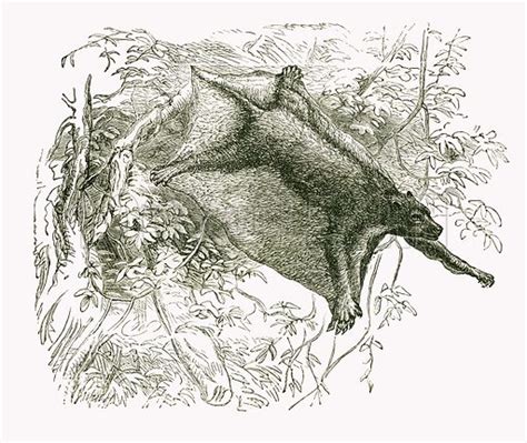 colugo stock image   learn