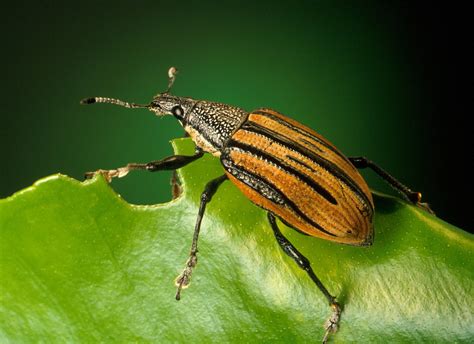 Weevilsbeetlediaprepes Abbreviatuscaribbeaninsect Free Image From