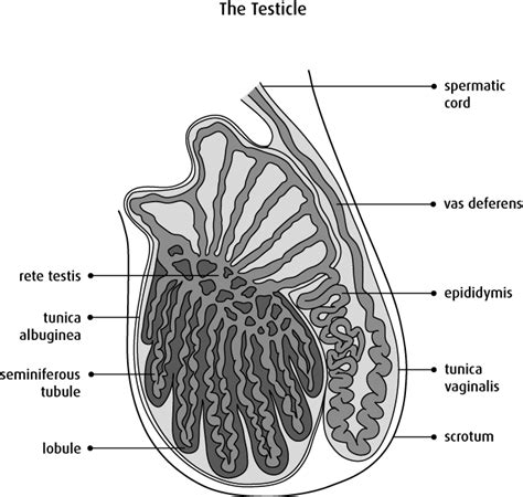 Structure Of The Testis And Scrotum Urology Department