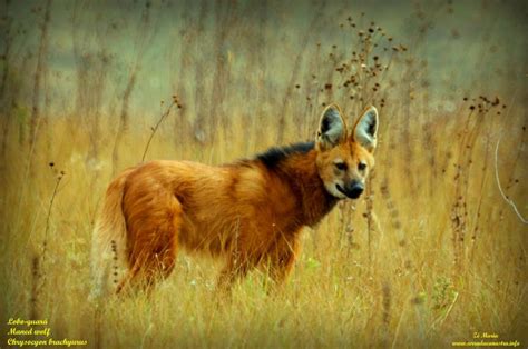 Biologia Acontecendo O Lobo Guará Chrysocyon Brachyurus