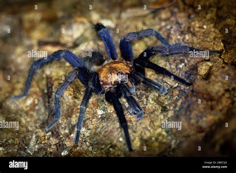 Costa Rican Suntiger Tarantula Davus Ruficeps Is A Species Of Spiders