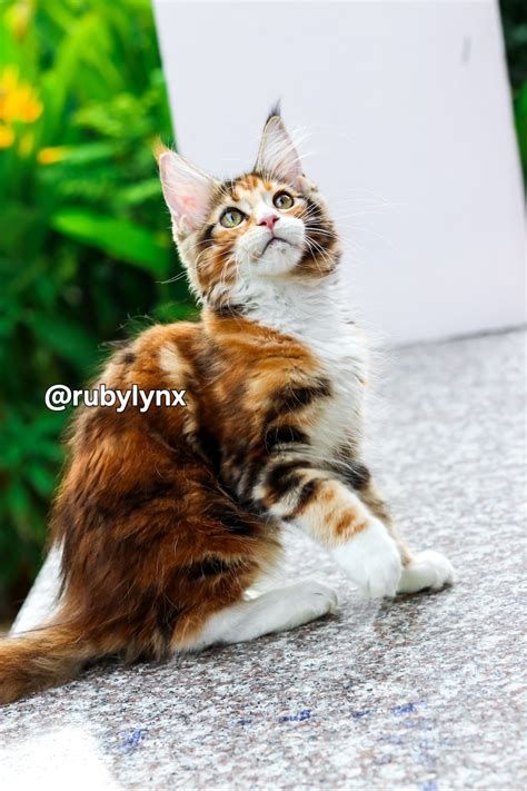 Ruby Lynx & Pinto Cattery ฟาร์มแมวภูเก็ต พันธุ์เมนคูน & พันธุ์สก๊อตติชโฟลด์