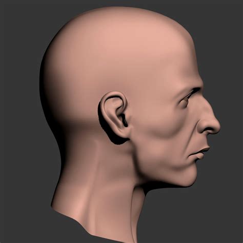 Male Head 3d Model