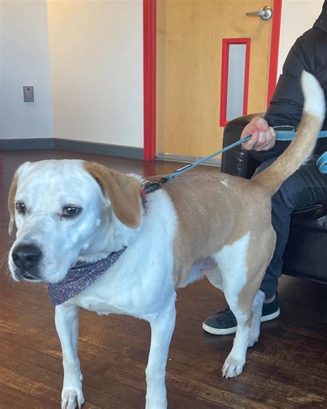Fido Fitness & Play - Pet Taxi / Animal Transport, Washington DC Metro Area