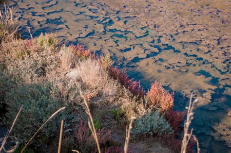 Visiter Les Marais Salants De Gu Rande Dear Planet