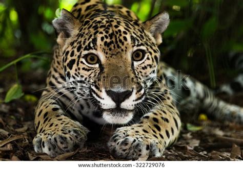 Jaguar On Jungle Floor Stock Photo 322729076 | Shutterstock