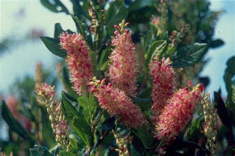 Clethra alnifolia 'Ruby Spice' – Nurseries Caroliniana