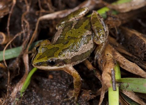 Boreal Chorus Frog 101: Physical Characteristics, Habitat, Behavior, and Conservation Status