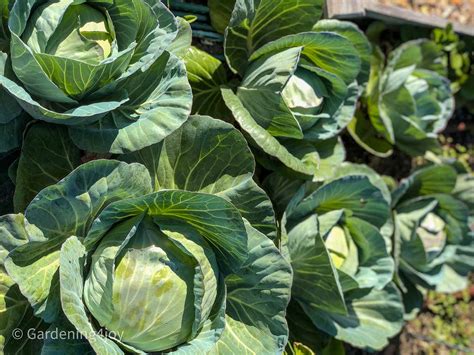 How To Successfully Grow Cabbage In Your Garden Gardening4Joy