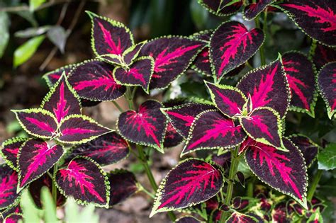 Types Of Coleus The Top 20 Varieties Of Coleus A Z Animals