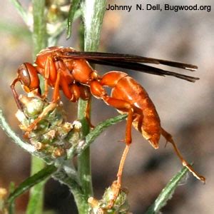 Red wasp | Arthropod Museum