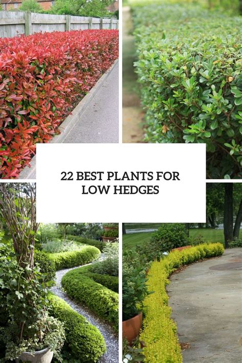 22 Best Plants For Low Hedges Shelterness