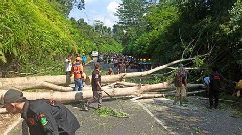 Bpbd Tebang Pohon Rawan Tumbang