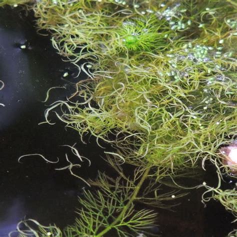 Wolffiella Gladiata Submerged And Floating Aquatic Plants Of Louisiana · Inaturalist