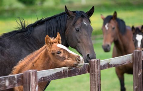 Thoroughbred horses | Horse & Hound's guide to horse breeds