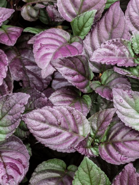 Purple Waffle Plant Care Guide Paisley Plants