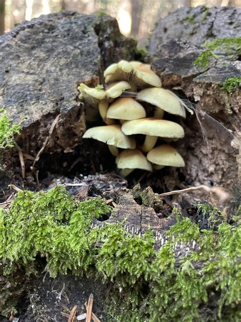 Funghi Un Corso Base A Palermo Per Conoscerli Viaggi Arte E Cucina