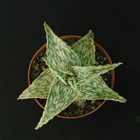 Aloe Hybrid Doran Black India S 1 Online Garden Store Buy Cactus