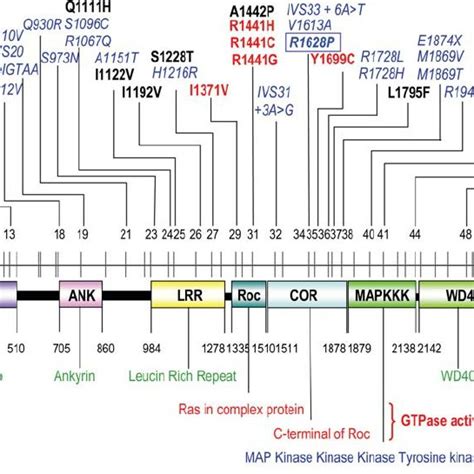 Schematic Representation Of Lrrk2 Its Functional Domains And Its