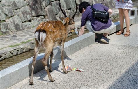 Los Ciervos Comen El Mapa Tur Stico En La Calle De La Isla De Miyajima